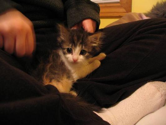 Riley and Abby Dec 2004 002.jpg